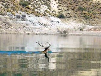 Experience the untouched wilderness of Red Stag Patagonia, where animals roam freely in their undisturbed natural habitat