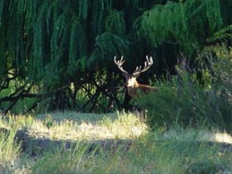 Witness the intricate harmony of animals and nature at Red Stag Patagonia, where wildlife thrives in their natural habitat