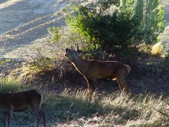 Explore the untouched corners of Red Stag Patagonia and encounter animals in their undisturbed natural habitat