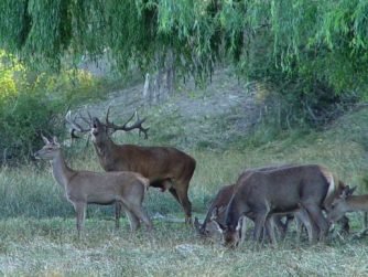 At Red Stag Patagonia, the majestic Red Stag deer reigns as our iconic and beloved species.