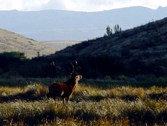Immerse yourself in the serenity of Red Stag Patagonia's natural habitat, where animals live in perfect harmony