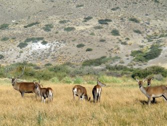 Discover the remarkable biodiversity of Red Stag Patagonia, where animals find solace in their untouched natural habitat