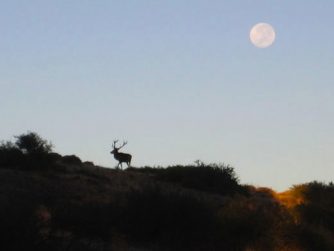 Observe the captivating sight of animals in their native habitat at Red Stag Patagonia, a haven for wildlife enthusiasts