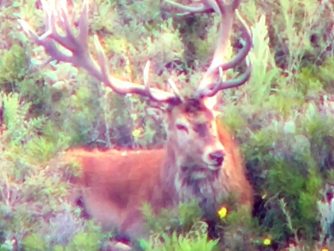 Discover the harmonious dance of nature and wildlife at Red Stag Patagonia, where deer gracefully roam in their untamed realm.