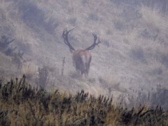 Discover the untamed allure of Red Stag Patagonia's wildlife, where elegant deer coexist harmoniously with nature