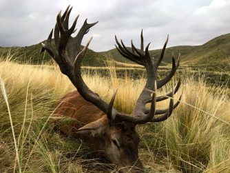 Red Stag Patagonia: Embark on an Unforgettable Journey Filled with Abundant Trophies.