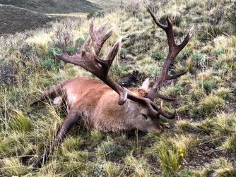 Embark on a Trophy-Hunting Adventure: Red Stag Patagonia and its Unforgettable Trip.