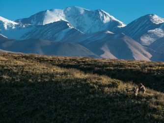 The Huge Stags of Tupungato