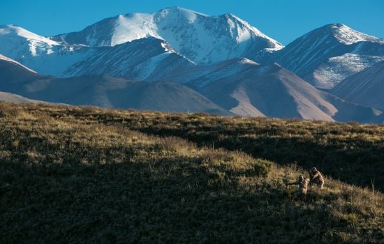 The Huge Stags of Tupungato