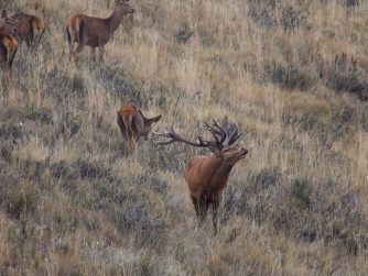 Delight in the wonders of wildlife as deer roam the untamed landscapes, a testament to Red Stag Patagonia's dedication to preserving natural beauty.