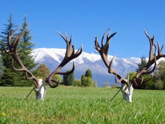 Immerse yourself in the captivating world of Red Stag Patagonia, where the grandeur of a deer's horn symbolizes the harmony between wildlife and nature