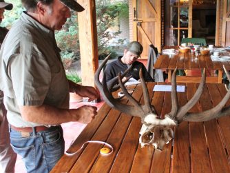 Behold the magnificence of a Red Stag's antler, a striking feature that embodies the spirit of Red Stag Patagonia's wilderness