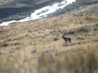 Immerse yourself in the untamed wilderness of Red Stag Patagonia and witness animals thriving in their natural habitat
