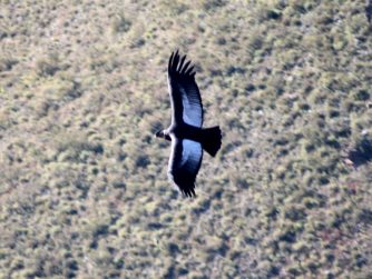 Experience the harmonious coexistence of animals and nature at Red Stag Patagonia, where wildlife flourishes in their native habitat