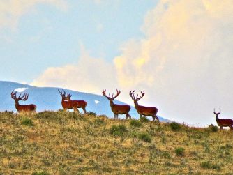 Experience the untamed beauty of Red Stag Patagonia's wildlife as you encounter magnificent deer in their pristine natural habitat.