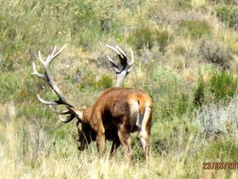 Immerse yourself in the captivating realm of Red Stag Patagonia, where the wilderness is graced by the presence of graceful deer.