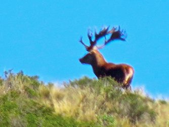 Discover the mesmerizing symphony of nature and wildlife at Red Stag Patagonia, where deer dance through the untamed landscapes.