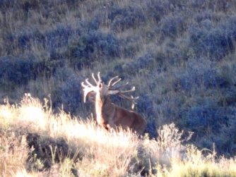Experience the wonder of Red Stag Patagonia's wildlife sanctuary, where graceful deer roam free in their natural habitats.