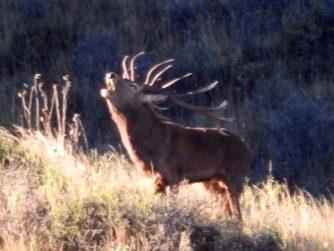 Engage with the essence of nature as you encounter deer in their natural habitat, a captivating offering from Red Stag Patagonia's wildlife experiences.