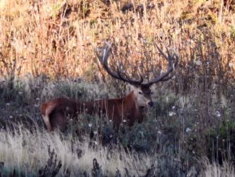 Explore the realm of untamed beauty as deer gracefully traverse the wilderness, an extraordinary encounter facilitated by Red Stag Patagonia.