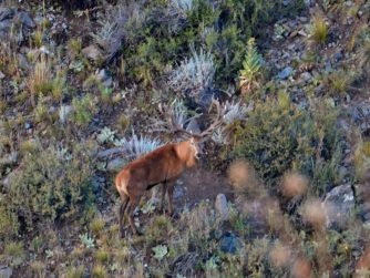 Sublime beauty of the outdoors in Red Stag Patagonia