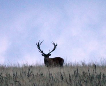 Discover the allure of the wild as deer roam freely, embodying the spirit of Red Stag Patagonia's commitment to authentic wildlife encounters.