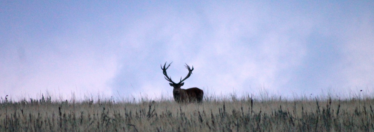 Discover the allure of the wild as deer roam freely, embodying the spirit of Red Stag Patagonia's commitment to authentic wildlife encounters.