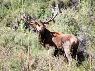 Marvel at the sight of deer in their natural habitat, a captivating experience curated by Red Stag Patagonia to celebrate the splendor of wildlife.