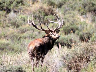 Witness the majestic tapestry of Red Stag Patagonia's wildlife, where deer roam amidst the untouched beauty of their natural domain.