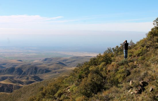 A few stags roaring in Tupungato