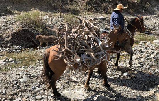 Collecting a few sheds at Tupungato