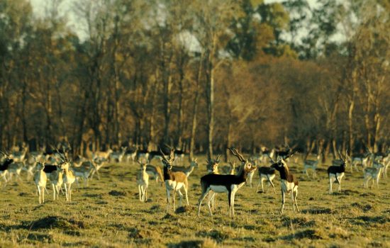 Black Buck Hunting at Los Crestones Lodge - 2018