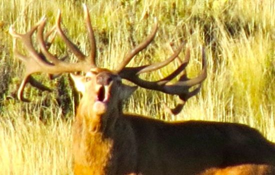 The Huge Stags of Tupungato 2018 - Full length