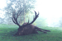 a large specimen of tupungato reached at Red Stag Patagonia