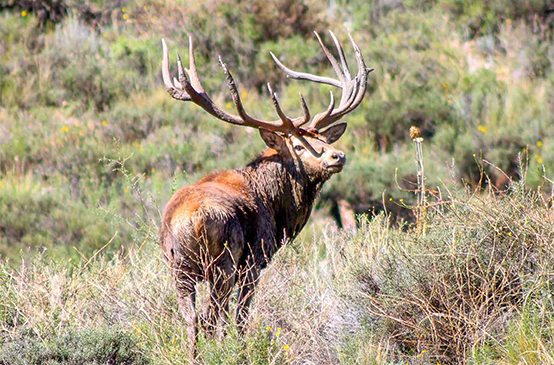 Observe the majestic presence of a deer, very aware of its surroundings in the wild nature of Red Stag Patagonia.